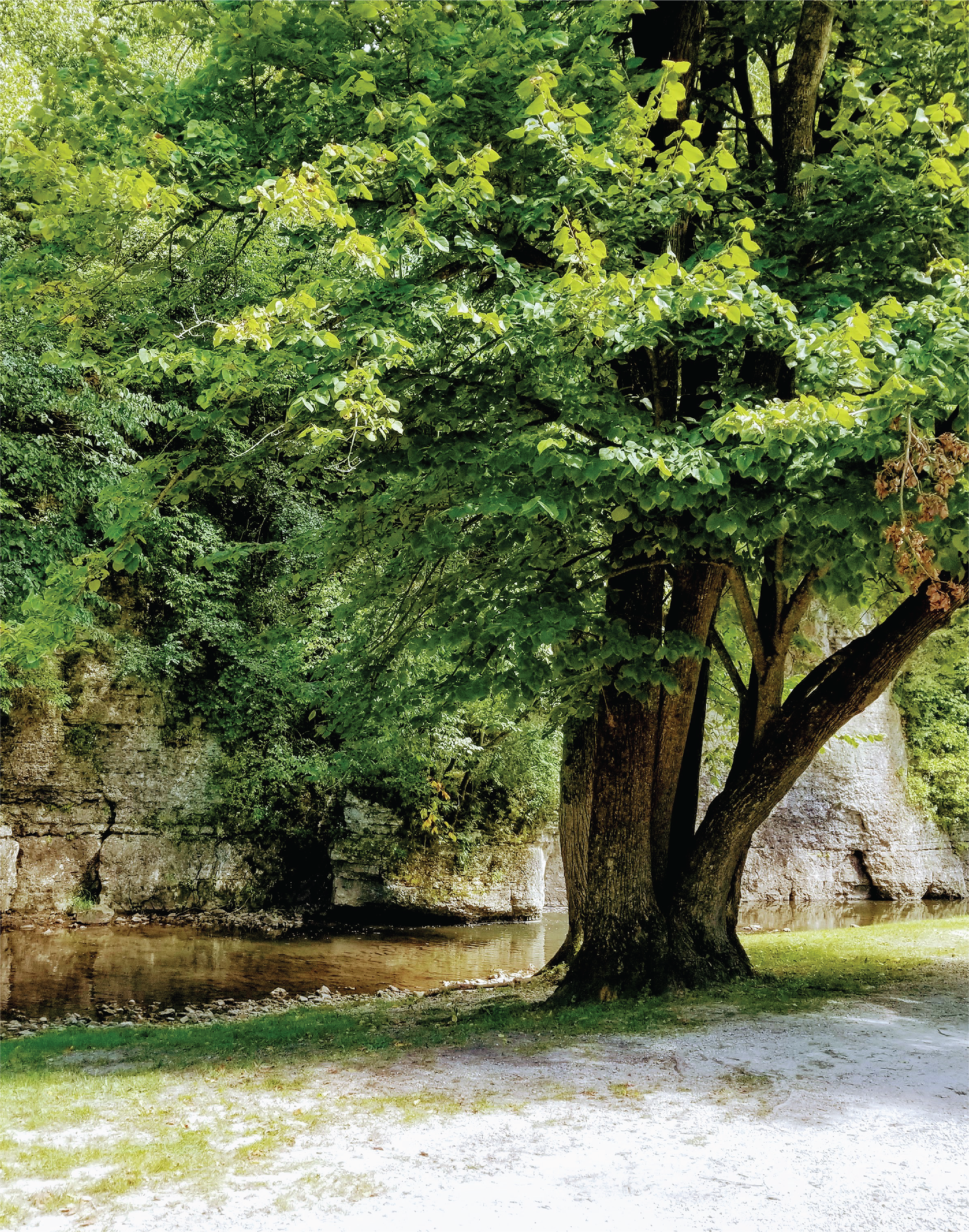 Large tree near a cold water stream and large bluff