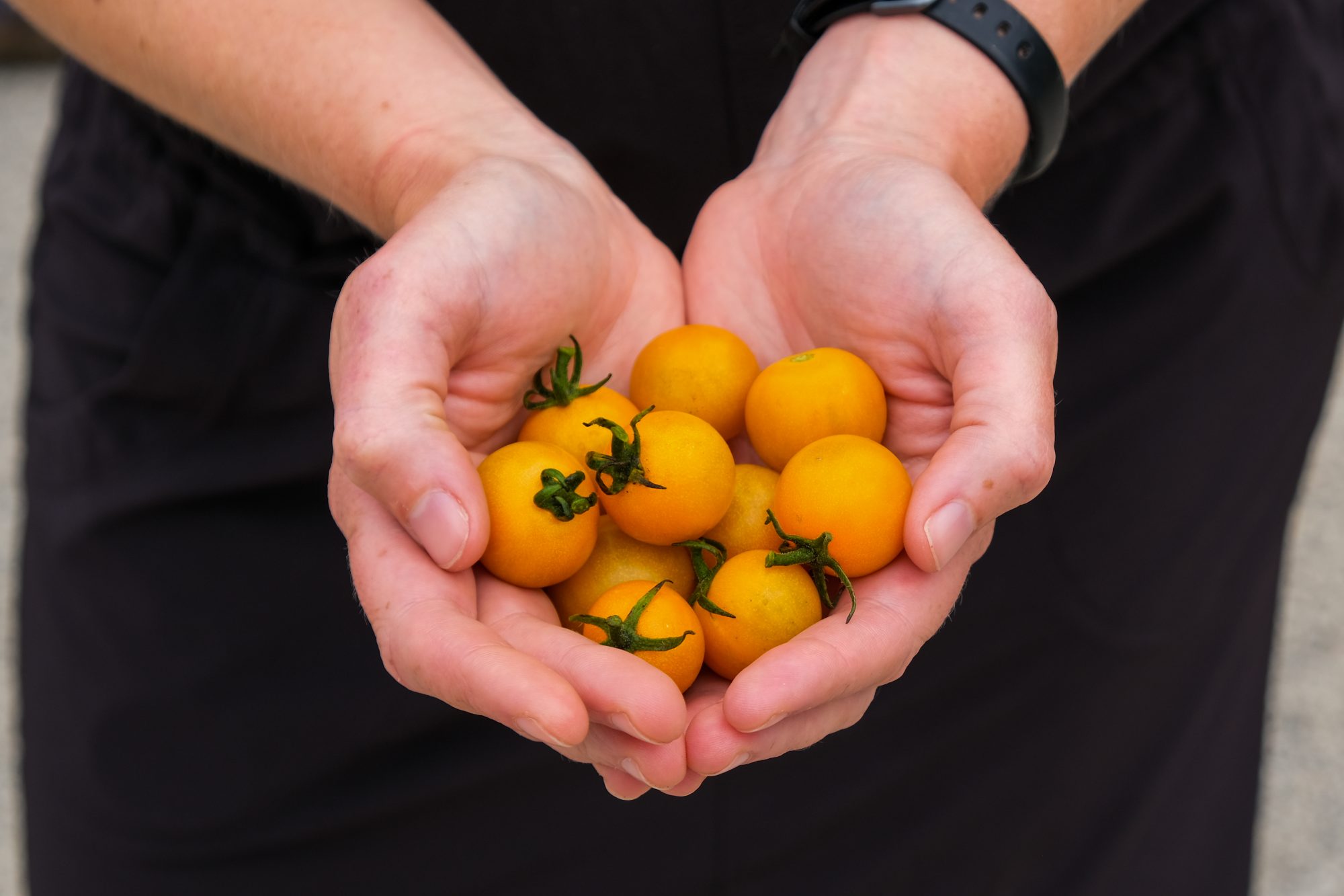 Female holding orange colored cherry tomatoes